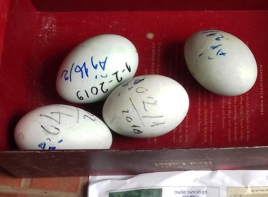 Nóng 24h qua: Đàn thiên nga ở hồ Thiền Quang bất ngờ đẻ trứng - 1