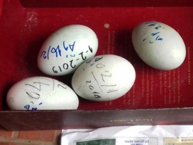 Tin tức trong ngày - Nóng 24h qua: Đàn thiên nga ở hồ Thiền Quang bất ngờ đẻ trứng