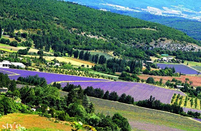 Những cánh đồng hoa oải hương tím biếc ở Provence - 1