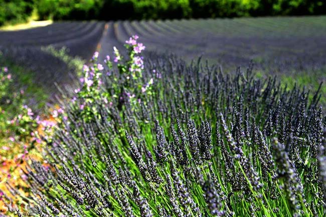 Những cánh đồng hoa oải hương tím biếc ở Provence - 2