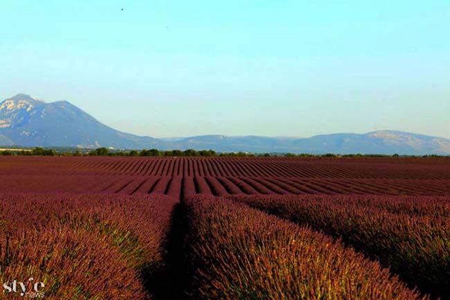 Những cánh đồng hoa oải hương tím biếc ở Provence - 4