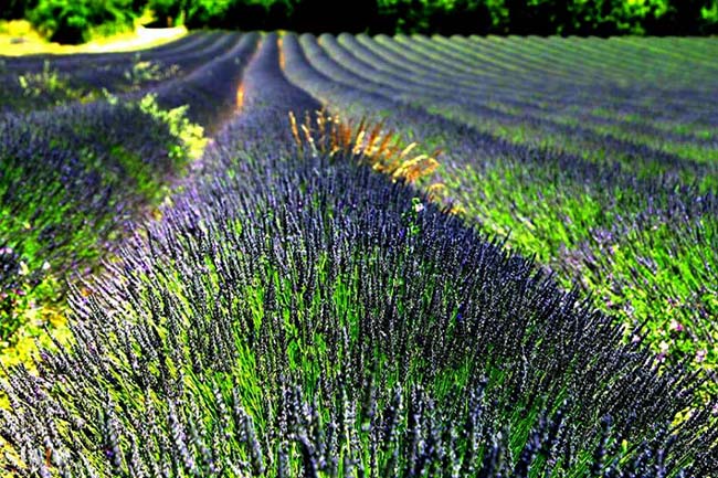 Những cánh đồng hoa oải hương tím biếc ở Provence - 5