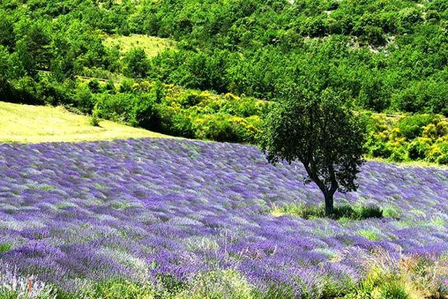 Những cánh đồng hoa oải hương tím biếc ở Provence - 6