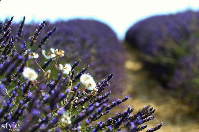 Những cánh đồng hoa oải hương tím biếc ở Provence - 7