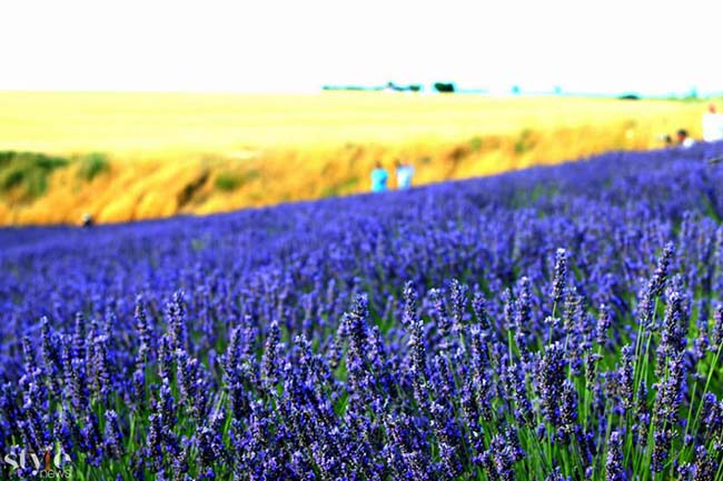 Những cánh đồng hoa oải hương tím biếc ở Provence - 8