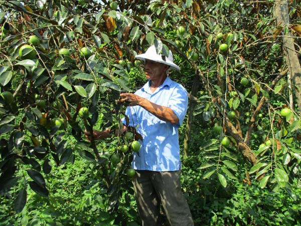 Quảng Nam: Đếm tiền "khỏe re” từ cây ra quả "khổng lồ", thơm cả xóm - 3