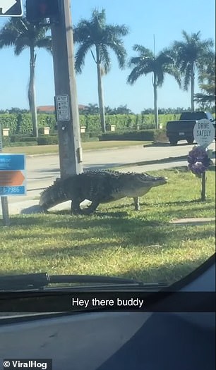 Mỹ: Cá sấu đói xâm chiếm toàn bang Florida - 1