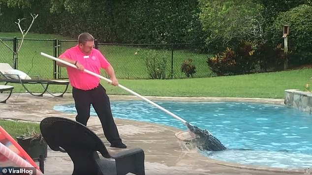 Mỹ: Cá sấu đói xâm chiếm toàn bang Florida - 3