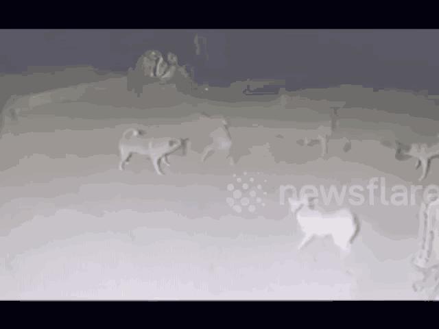 Media - Đàn chó liều chết hiệp lực tấn công hổ mang chúa