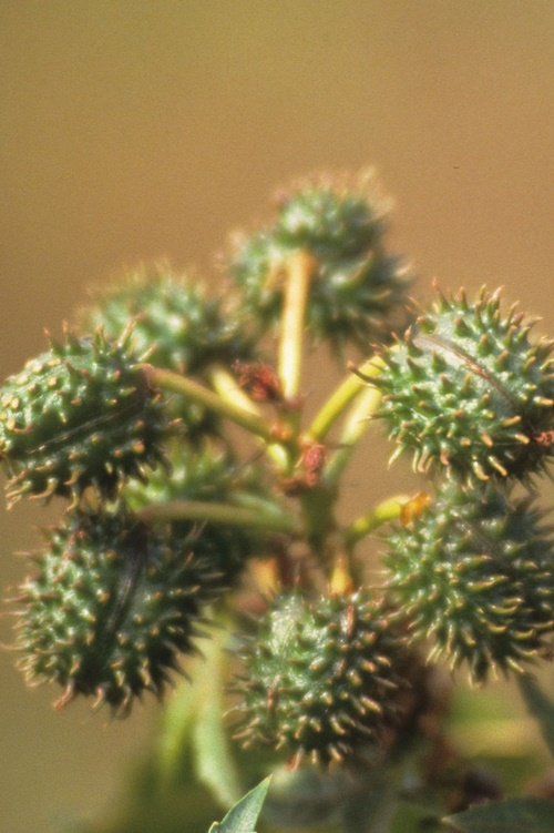 Khám phá tuyệt chiêu làm đẹp của phụ nữ ở 10 quốc gia - 11