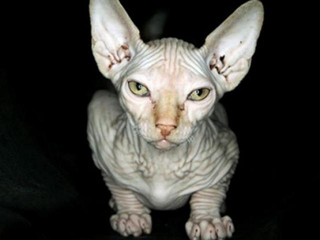 Thị trường - Tiêu dùng - Xấu "xúc phạm người nhìn" nhưng những mặt hàng này lại có giá cao phát hãi