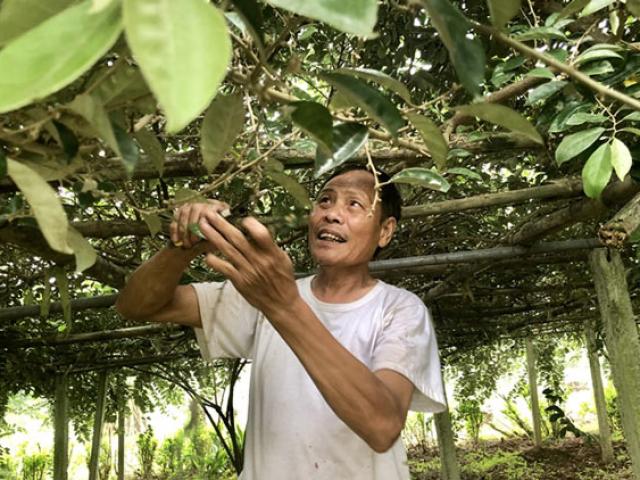 Thị trường - Tiêu dùng - Dâu, nhót được mùa, nhưng không là cây chủ lực