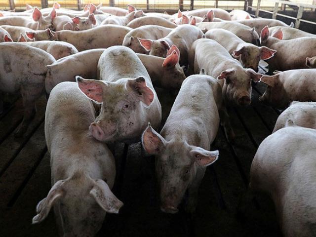 Thị trường - Tiêu dùng - Giá heo hơi 22/4: Miền núi phía Bắc "1 mình 1 giá", trên 4 triệu/tạ
