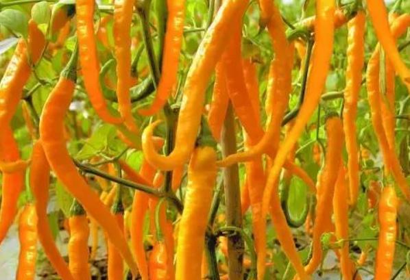 "Rủ" cả huyện trồng thứ quả "cay tận óc" để cùng giàu - 1