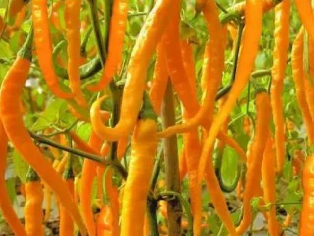 Kinh doanh - "Rủ" cả huyện trồng thứ quả "cay tận óc" để cùng giàu