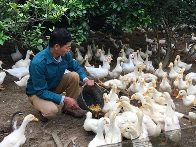 Thị trường - Tiêu dùng - Khá giả nhờ nuôi con chạy lạch bạch, trắng toát