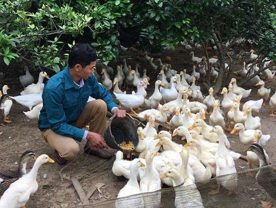 Khá giả nhờ nuôi con chạy lạch bạch, trắng toát - 1