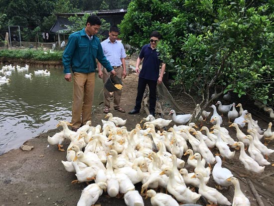 Khá giả nhờ nuôi con chạy lạch bạch, trắng toát - 2