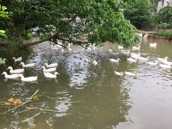 Khá giả nhờ nuôi con chạy lạch bạch, trắng toát - 3