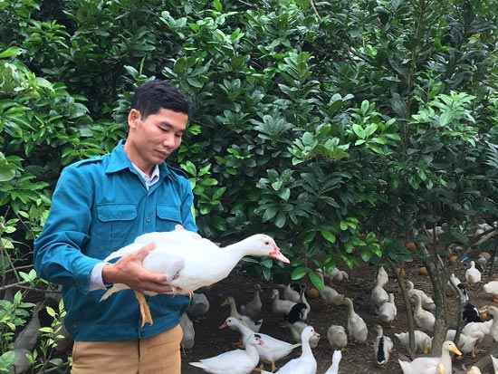 Khá giả nhờ nuôi con chạy lạch bạch, trắng toát - 5