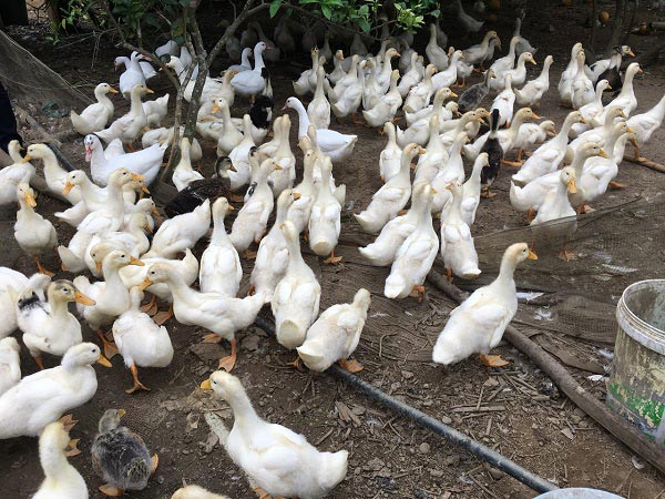 Khá giả nhờ nuôi con chạy lạch bạch, trắng toát - 6