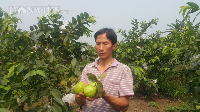 Ninh Bình: Dùng phế phẩm ủ nấm bón cho ổi, lãi 20 triệu mỗi tháng - 1