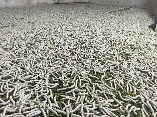 Nuôi con ăn cơm đứng, mỗi tháng thu gần 60 triệu đồng - 4