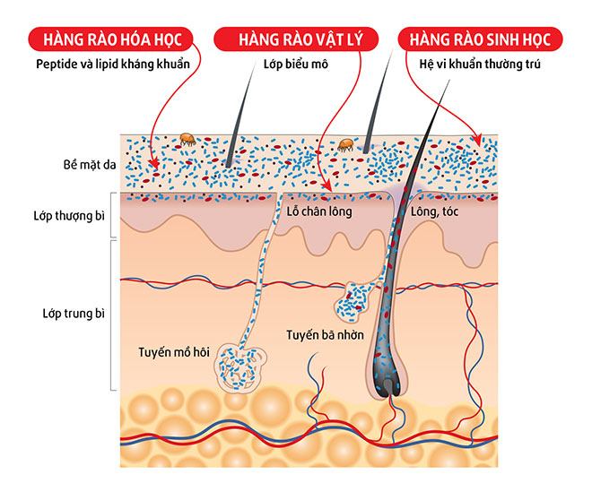 Sức đề kháng thêm mạnh nhờ “trợ thủ” đề kháng da - 2