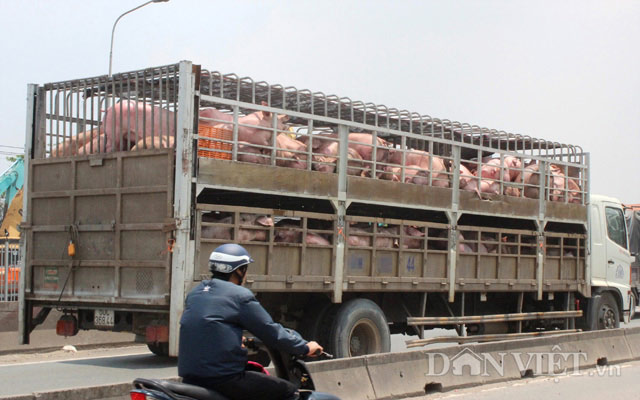 Giá heo hơi 23/4: Giá chênh lệch cao, lợn miền Bắc &#34;chạy&#34; vào Nam - 1