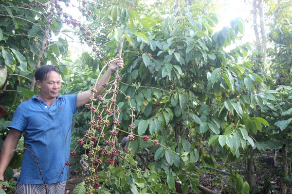 Rớt giá trầm trọng, nhà nông chặt bỏ cây &#34;tiền tỉ&#34; hồ tiêu, cà phê - 2
