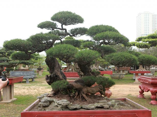 Thị trường - Tiêu dùng - Chiêm ngưỡng "lão" phi lao hình chữ Nhẫn giá bạc tỷ