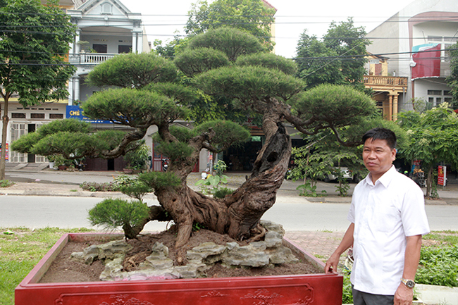 Chủ nhân của tác phẩm là anh Phan Văn Toàn (TP. Việt Trì, Phú Thọ), một đại gia chơi cây cảnh nổi tiếng. Cách đây gần 10 năm, anh Toàn đã bỏ ra 100 tỷ đồng mua cây cảnh trên khắp đất nước.