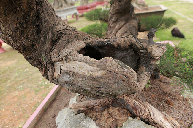 Thân cây xù xì như hóa lũa, một phần lõi cây đã mục ruỗng tạo nên một lỗ lớn trong thân.