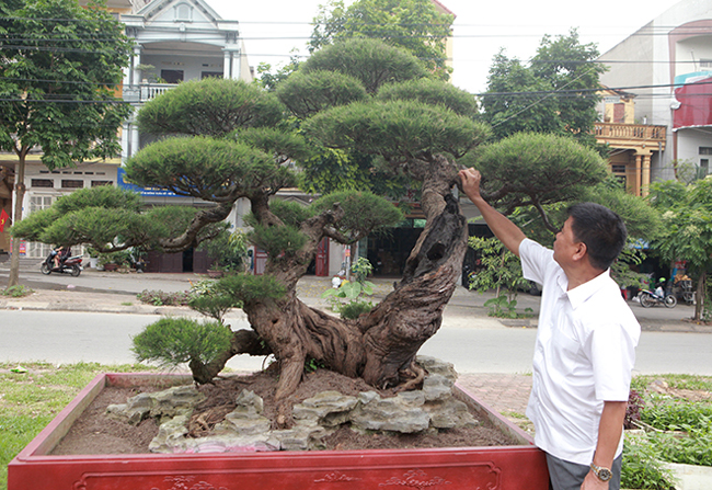 Tác phẩm “lão” phi lao cao 1,2m, thân lớn có đường kính khoảng 40cm, thân nhỏ có đường kính khoảng 15cm, bông tán rộng 1,5m