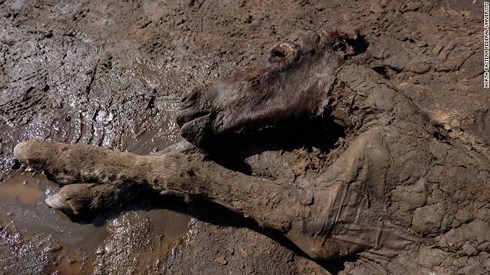 Phát hiện xác ướp ngựa hơn 40.000 năm tuổi, vẫn còn nguyên máu và nước tiểu - 1