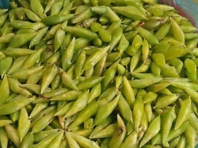 Ẩm thực - Nắng nóng thế này đi săn sâu muồng về... ăn sống