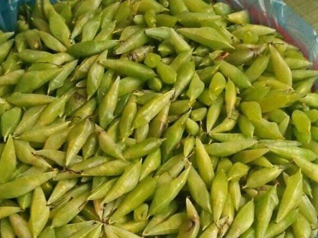 Thị trường - Tiêu dùng - Nắng nóng thế này đi săn sâu muồng về...ăn sống