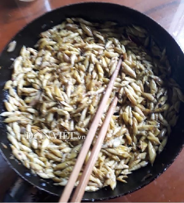 Nắng nóng thế này đi săn sâu muồng về... ăn sống - 2