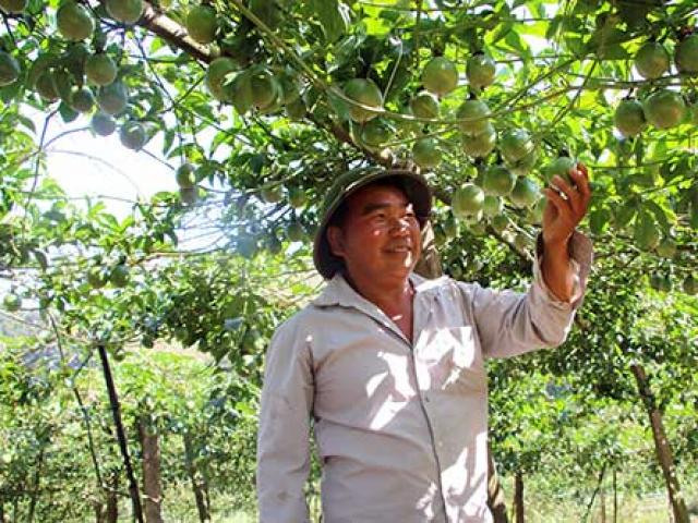 Thị trường - Tiêu dùng - Sơn La: Trồng tới hơn 1.300ha chanh leo, đầu ra ở đâu?