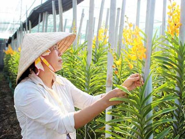 Thị trường - Tiêu dùng - Bỏ ra 13 triệu USD nhập hoa lan, nhưng chật vật thu về hơn 4 triệu