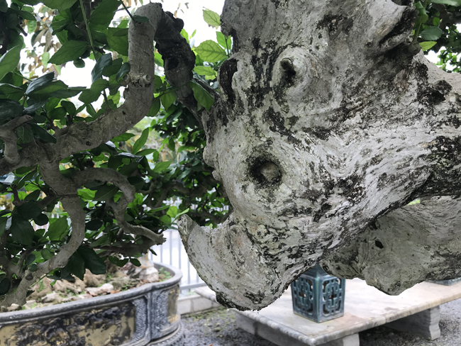 Loại cây này phù hợp với nhiều gia đình. Vì kích thước không quá lớn nên việc di chuyển cũng không quá khó khăn.