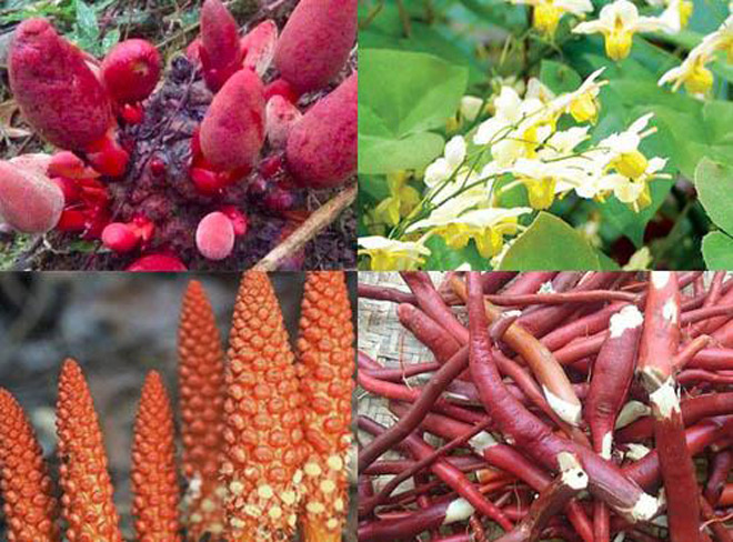 Mãnh lực Trường xuân: Hơn cả một giải pháp hỗ trợ trị bệnh - 2