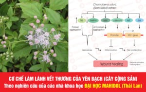 Đau hang vị bao tử (dạ dày) lâu năm sẽ hối hận vì không biết cây này sớm - 2