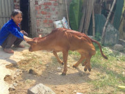 Tin tức trong ngày - Chuyện lạ con bê có 6 chân ở Hà Tĩnh