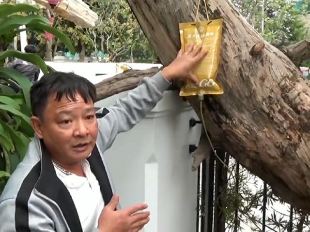 Tin tức trong ngày - "Bác sĩ" tiết lộ bí quyết cứu cây cổ thụ bạc tỷ