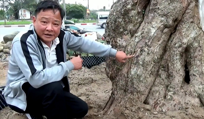 &#34;Bác sĩ&#34; tiết lộ bí quyết cứu cây cổ thụ bạc tỷ - 1