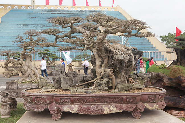 Theo chủ nhân của tác phẩm, cây có độ tuổi khoảng 50 năm. Trước là cây tám tầng &#40;giới chơi cây gọi là cửu phẩm&#41; để làm cây 9 ngọn nhưng do một biến&nbsp;cố nào đó họ chuyển dáng nên thân cây có những vết cắt “rất đau”, nhát cắt này nếu làm&nbsp;theo lối cũ &#40;dáng trực&#41; thì không đẹp.