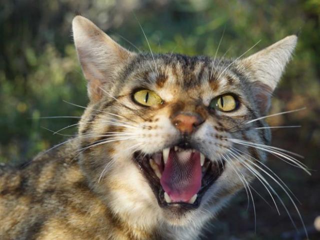 Thế giới - Úc "tuyên bố chiến tranh" với 2 triệu con mèo hoang