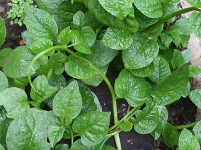 Ẩm thực - Loại rau mùa hè là "thần dược" chữa bệnh "phòng the" nam giới