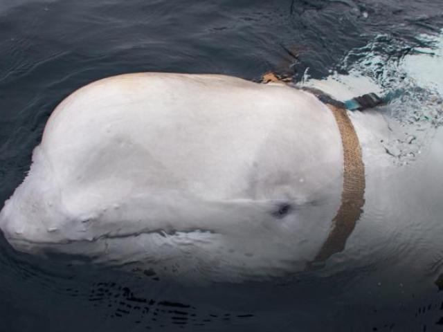 Nga điều đội quân cá voi ra chặn, gây hấn ngư dân đến từ NATO?